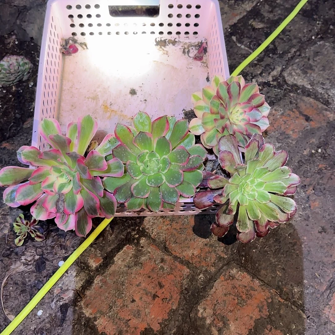 多肉植物组合5颗491