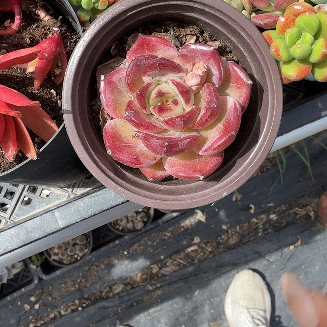 夜魔侠多肉植物精品