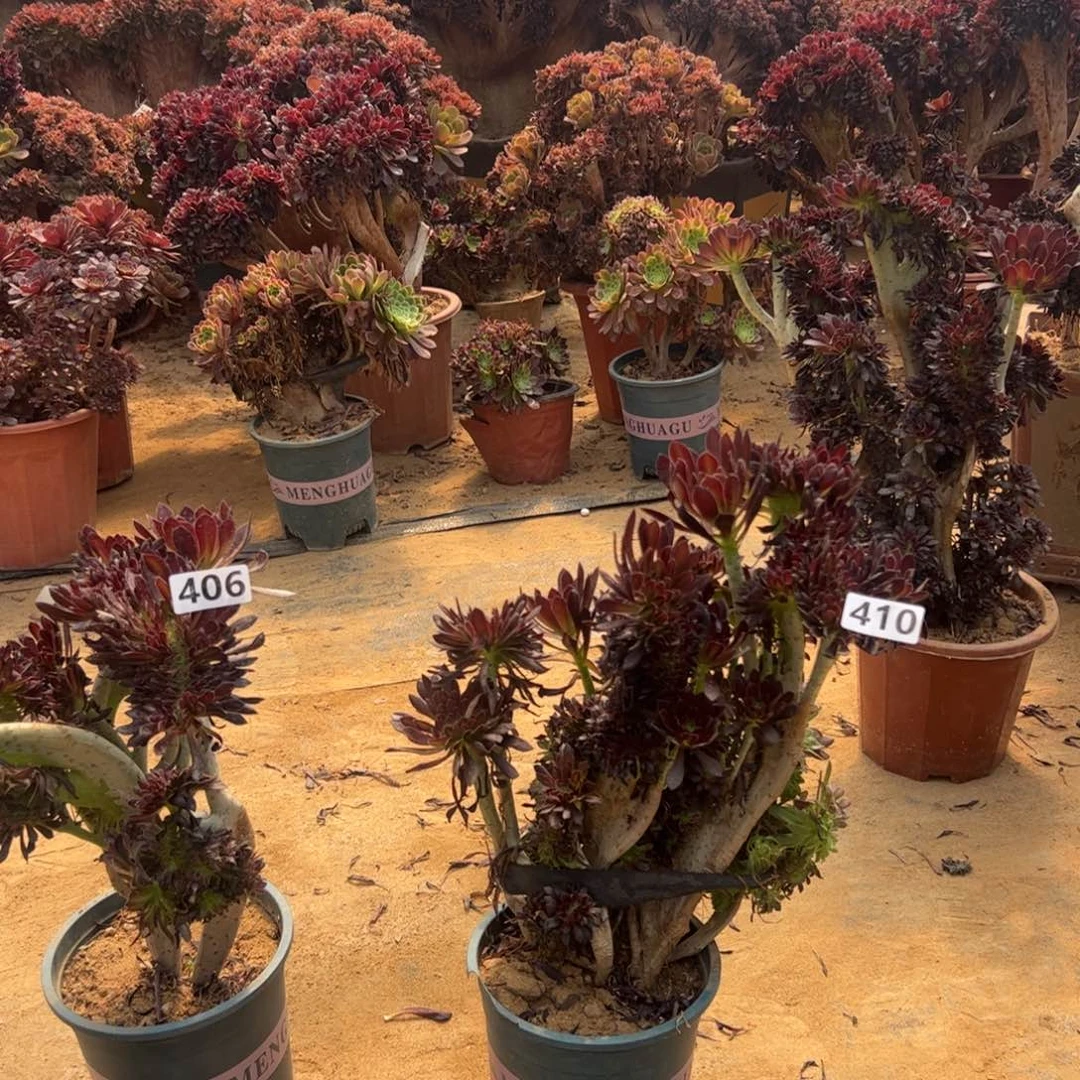 有伤黑缀410高36