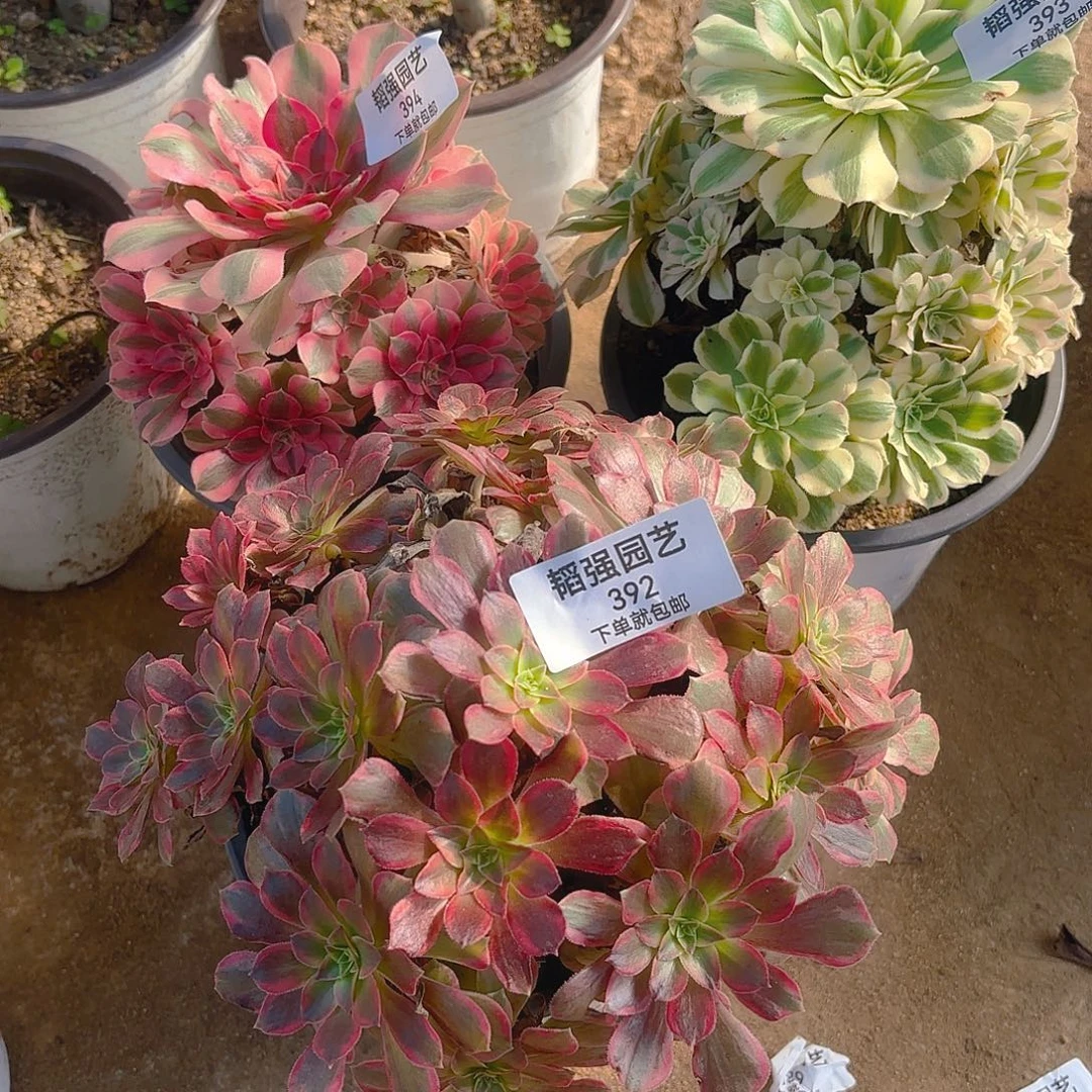 迈巴赫女巫安娜多肉植物392-93-94