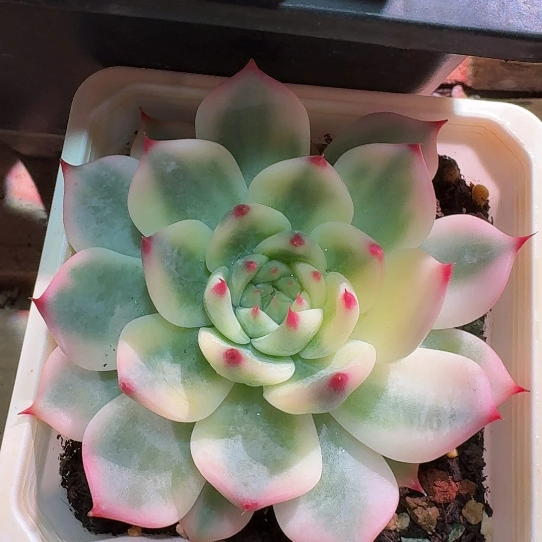 吉娃娃锦 多肉多肉