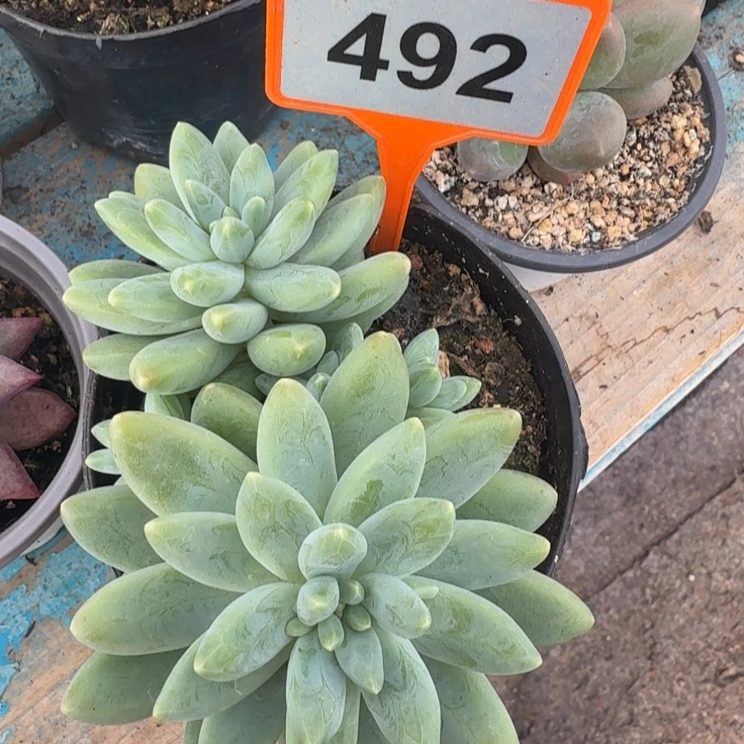 雯***多肉植物啊蒂斯托492