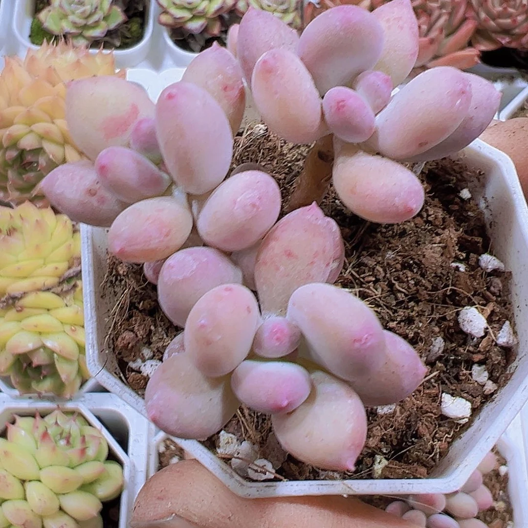 苹果奶19包邮多肉