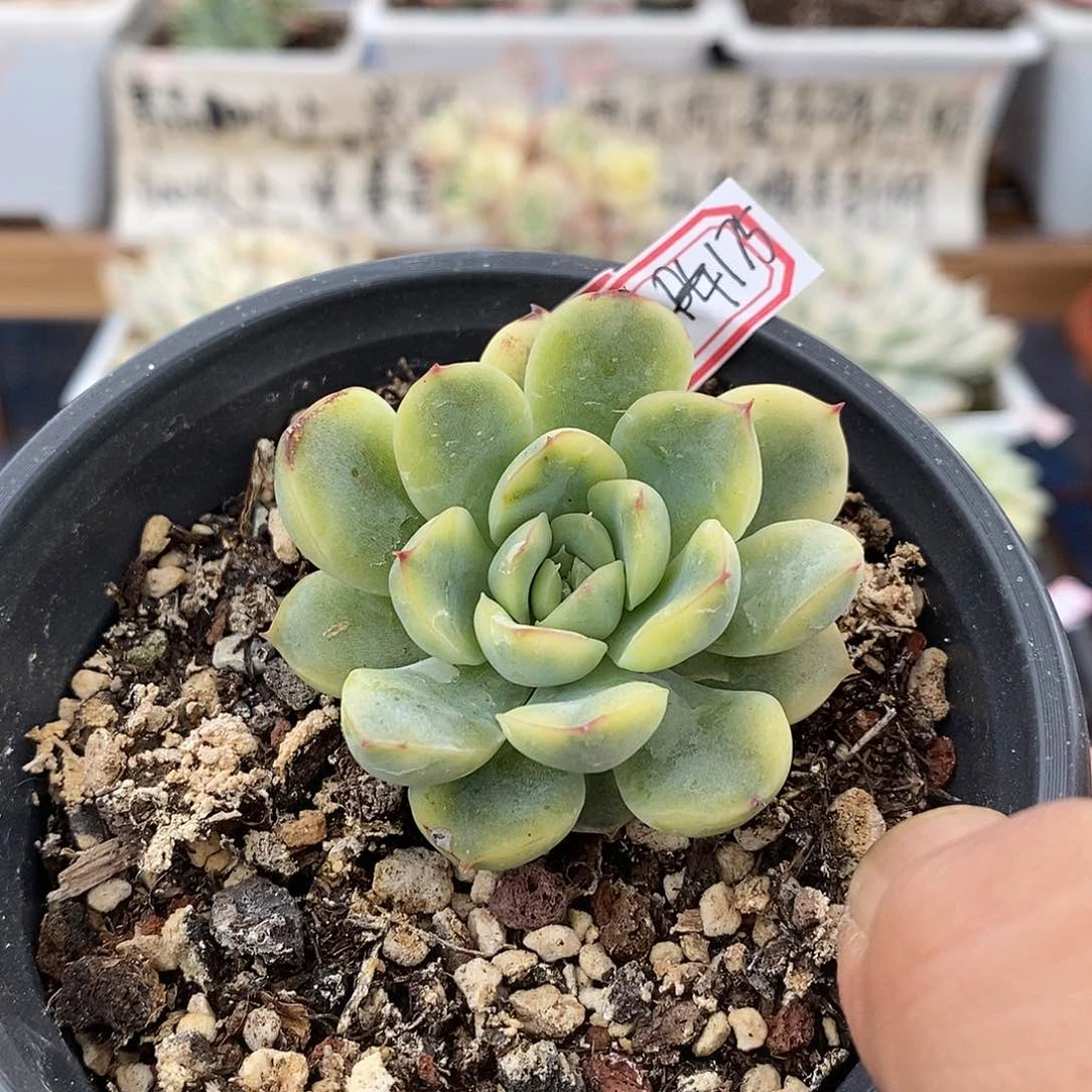 21175 花月夜覆轮锦