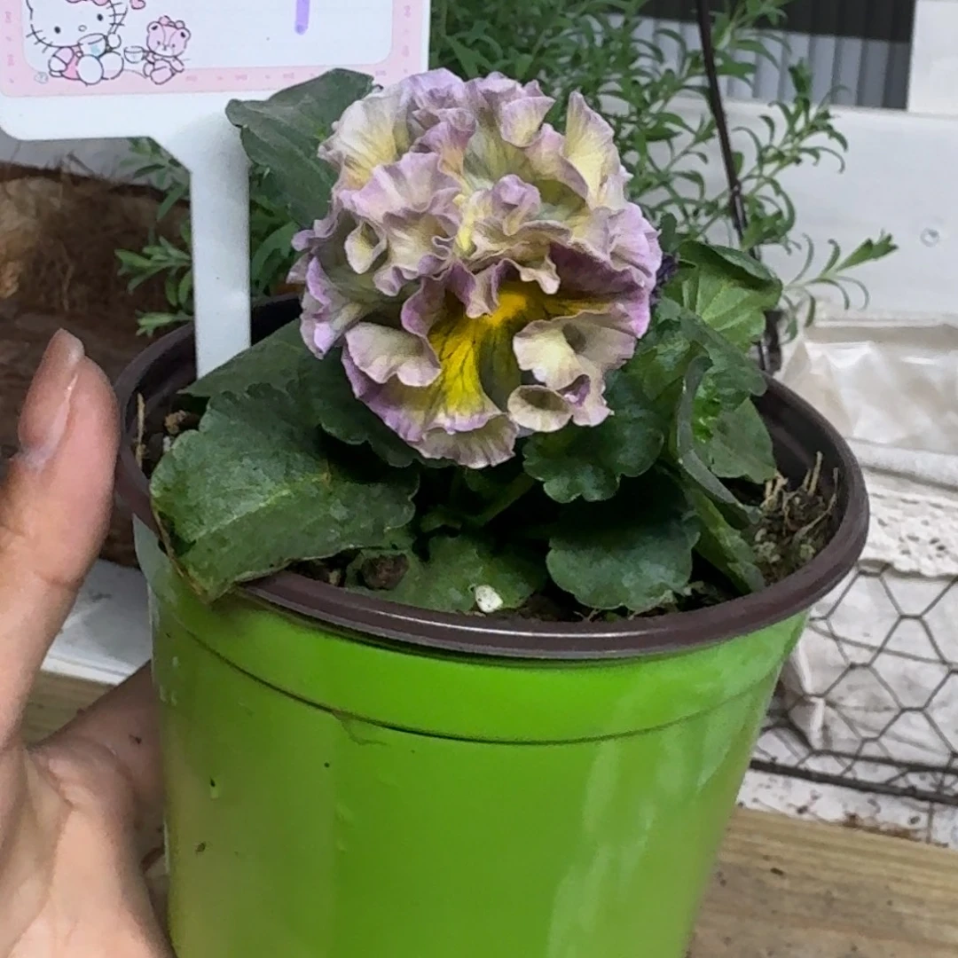 全部花朵1210  抖音27号个别根系弱退毒不售后介意勿拍