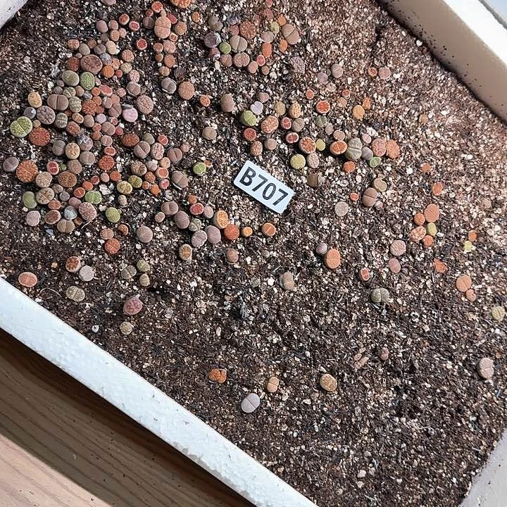 生707石花整筐脱土发货