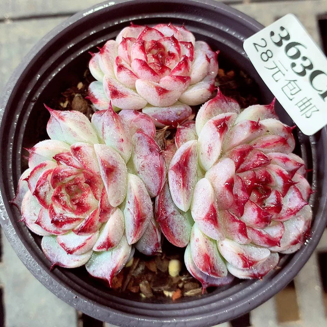 5厘米盆精控多肉363