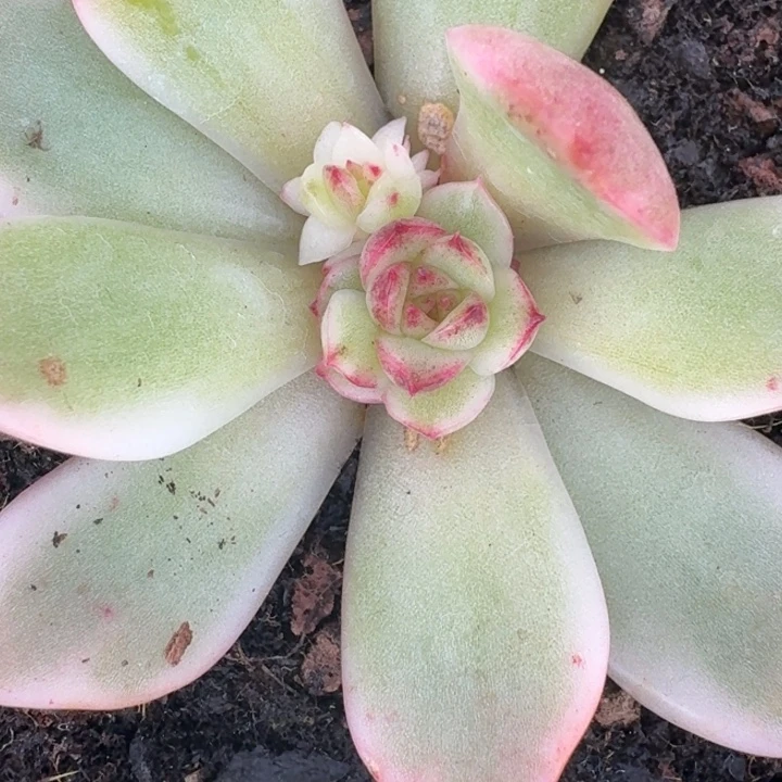 黑水晶底座一物一拍