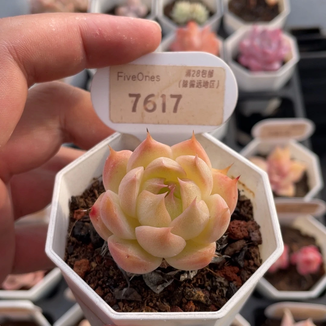 麦秆7617-4.5厘米