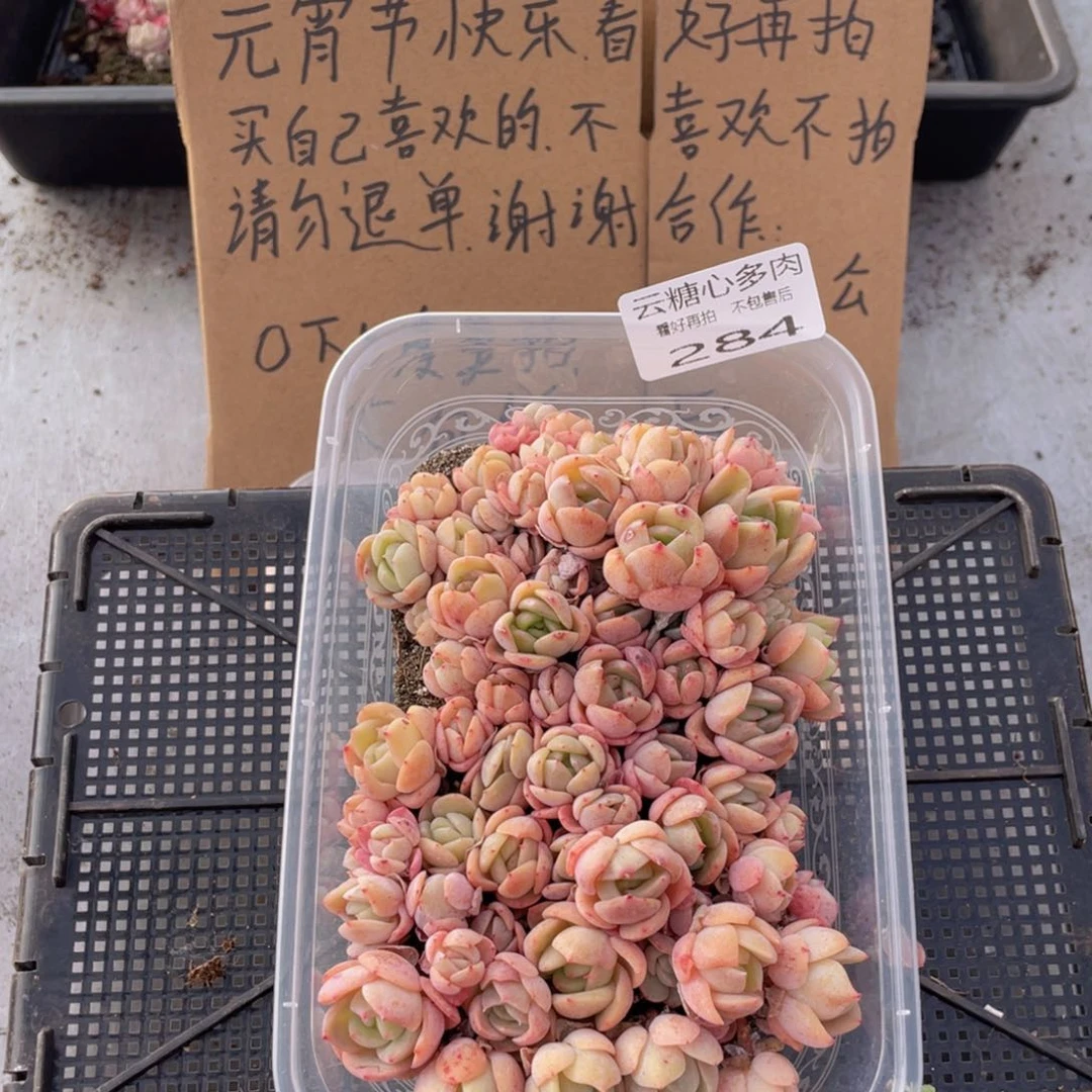 云糖心多肉植物284
