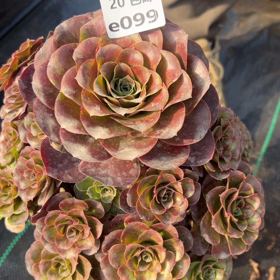 099魅金，多肉法师