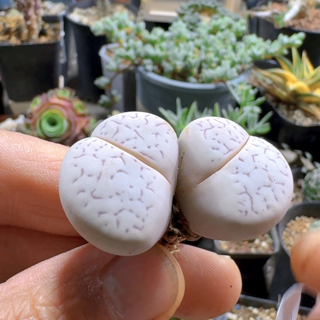 246大白脱土发货