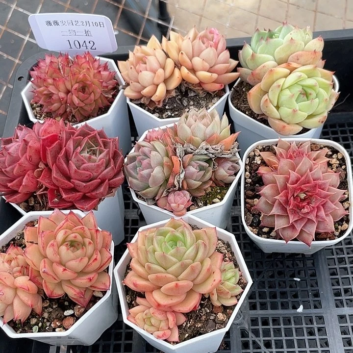 薇薇安园艺多肉1042