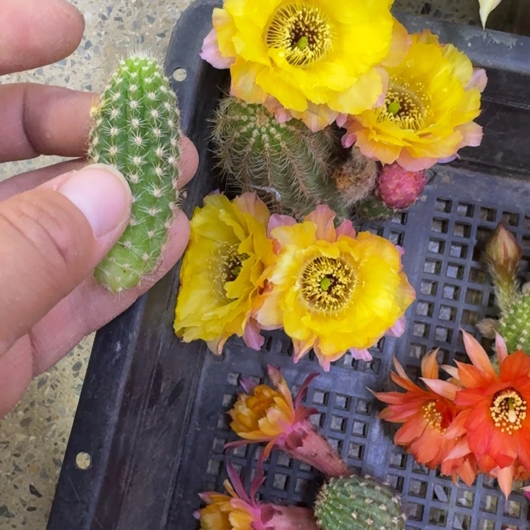 307白檀美梦2个无根侧牙小，20包邮