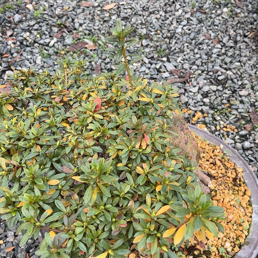 马***慧无花朵盆景皋月杜鹃6661