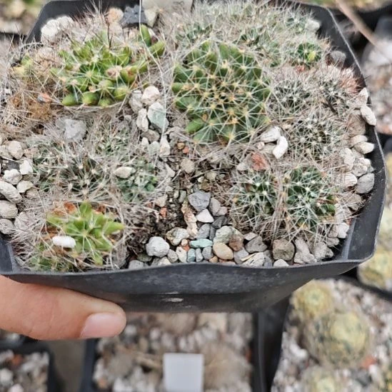 乳突属仙人球，子播带大