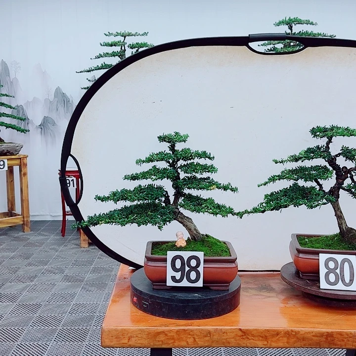 无花朵松柏盆景，一物一拍