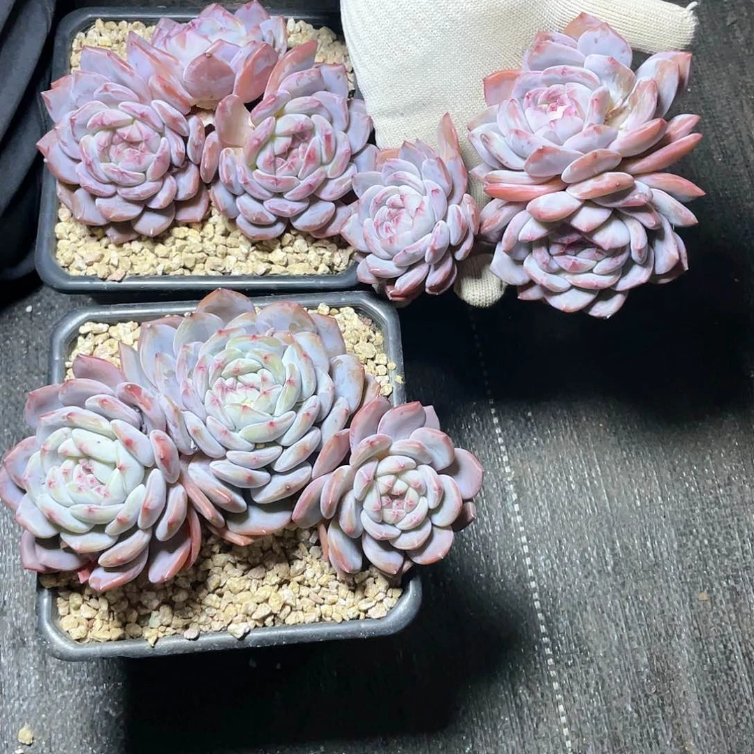 3头无砍量拍多肉植物