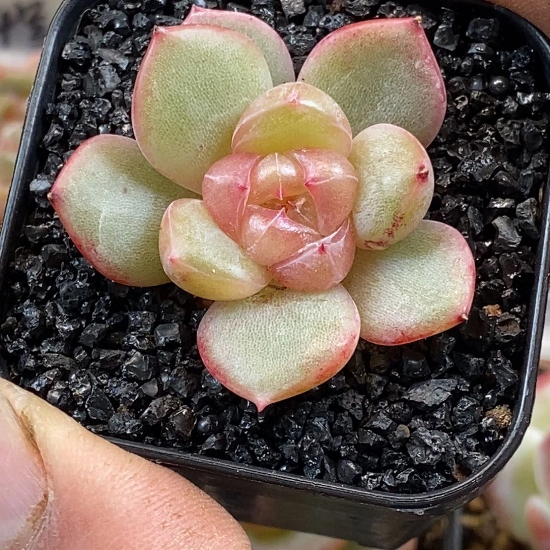 天官赐福百无禁忌