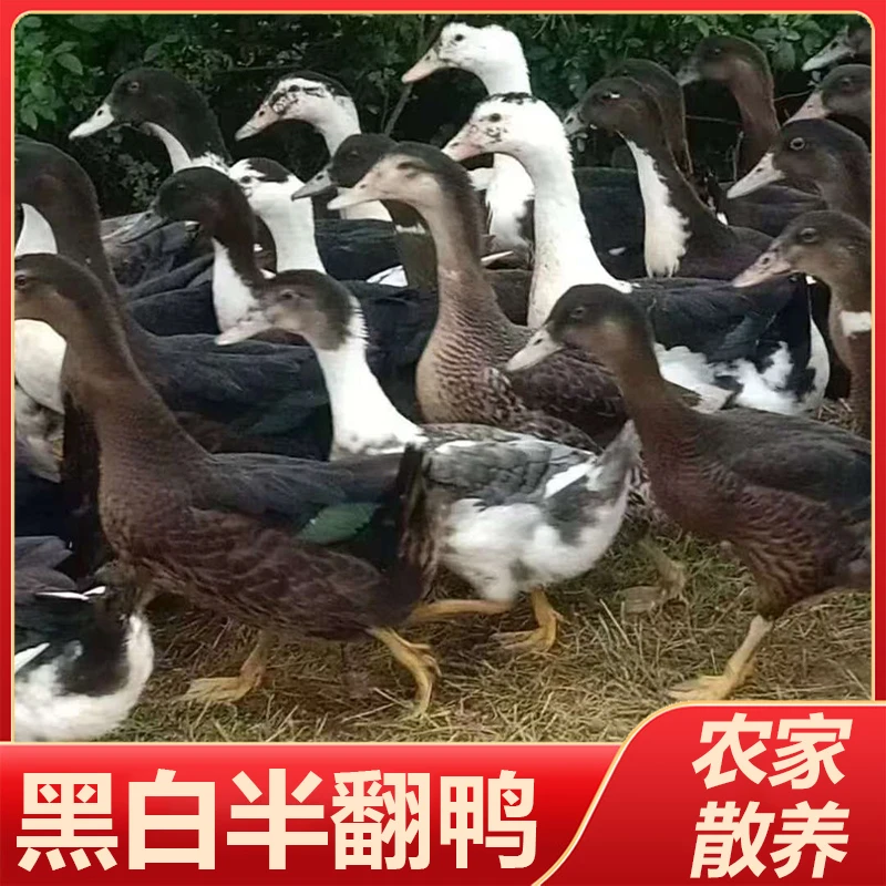 鸭肉现杀现发新鲜冷链运输半只鸭农村散养鸭子新鲜鸭肉免处理