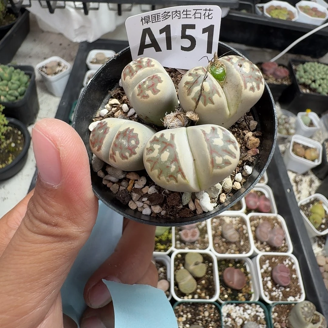 151多肉植物多肉植物