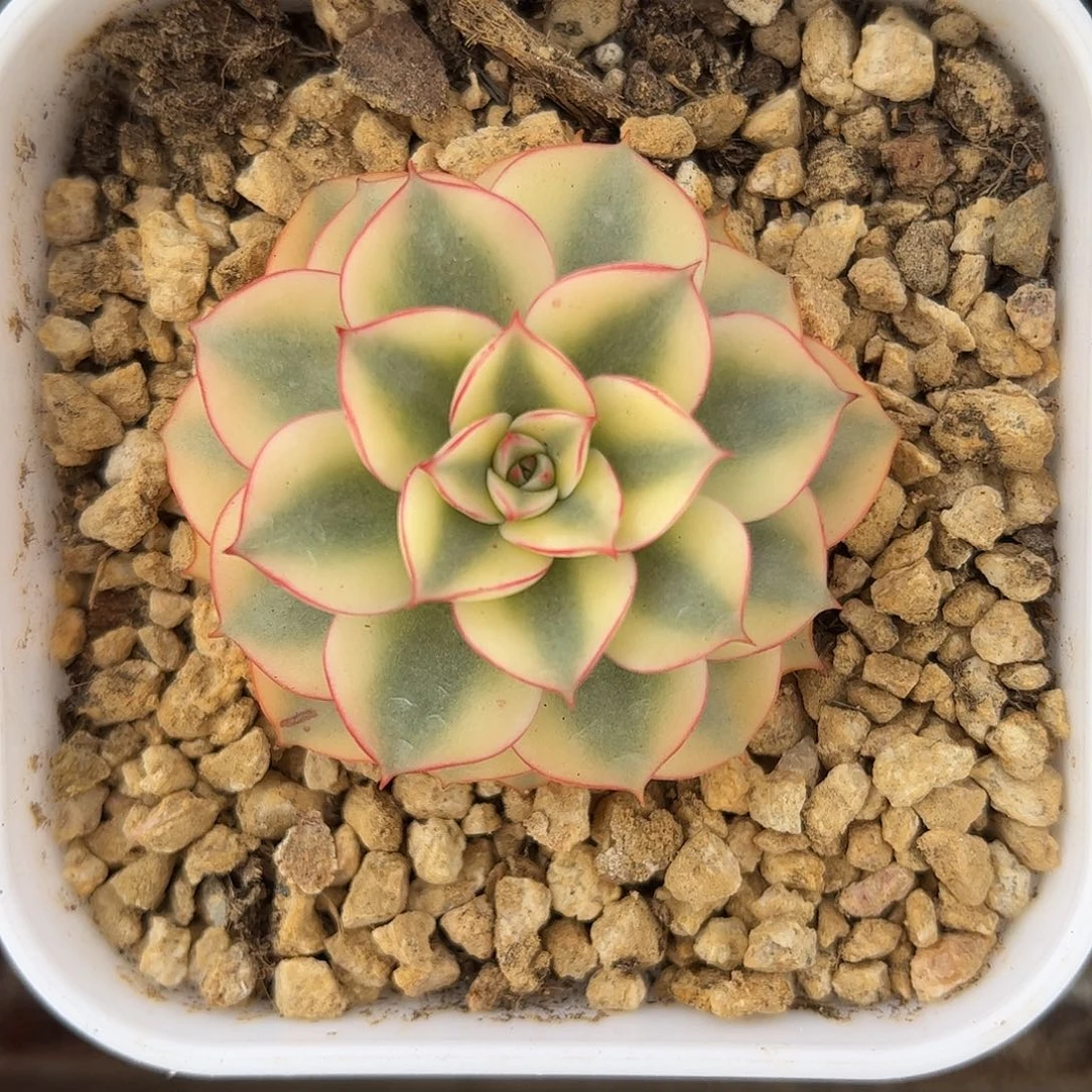 斗牛士锦 婕宝一物一拍