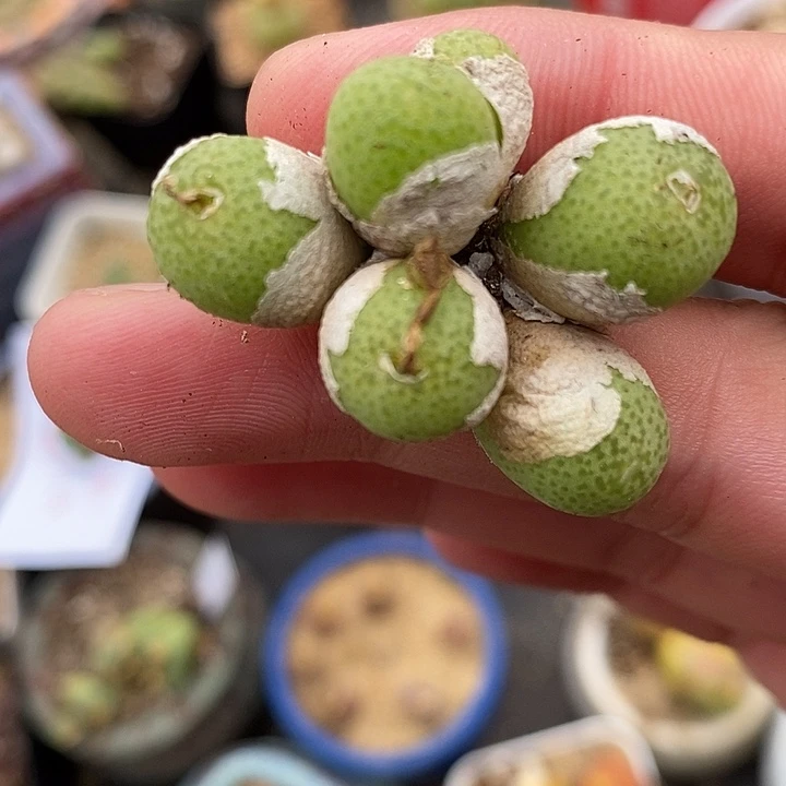 3118玉米一群。