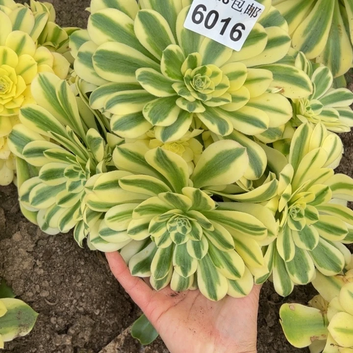 6016南辛尼亚多肉植物