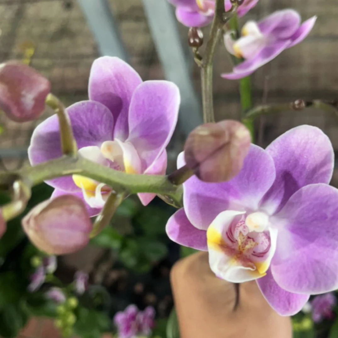 蝴蝶兰 优雅 带花带花苞