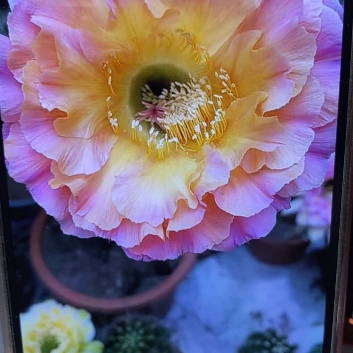 香香1-200号带根5.5公分左右