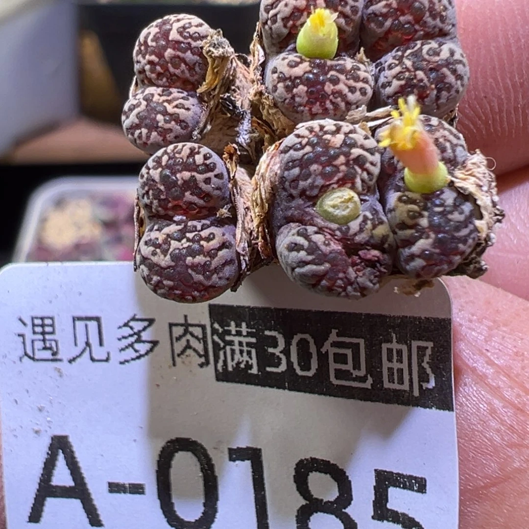 多肉植物1111111111111