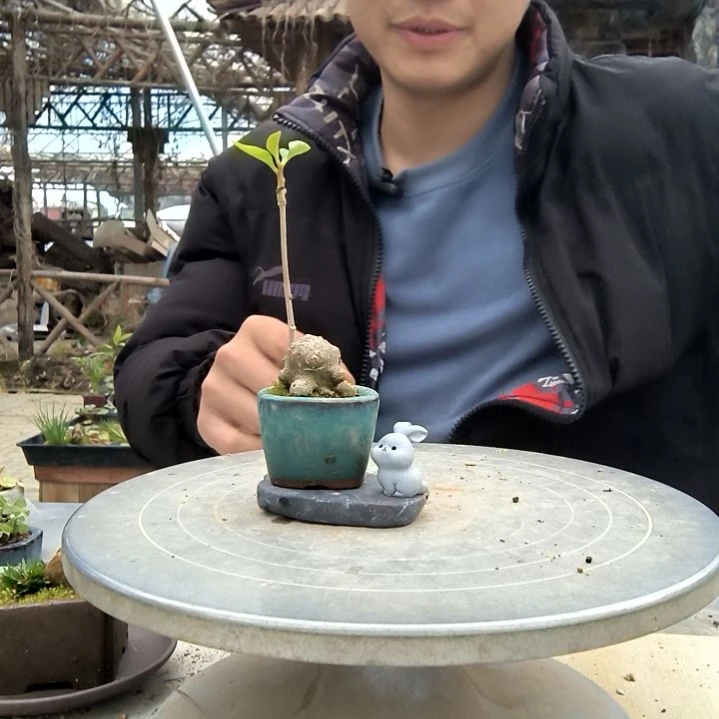 青*小盆景小植物一物一拍25