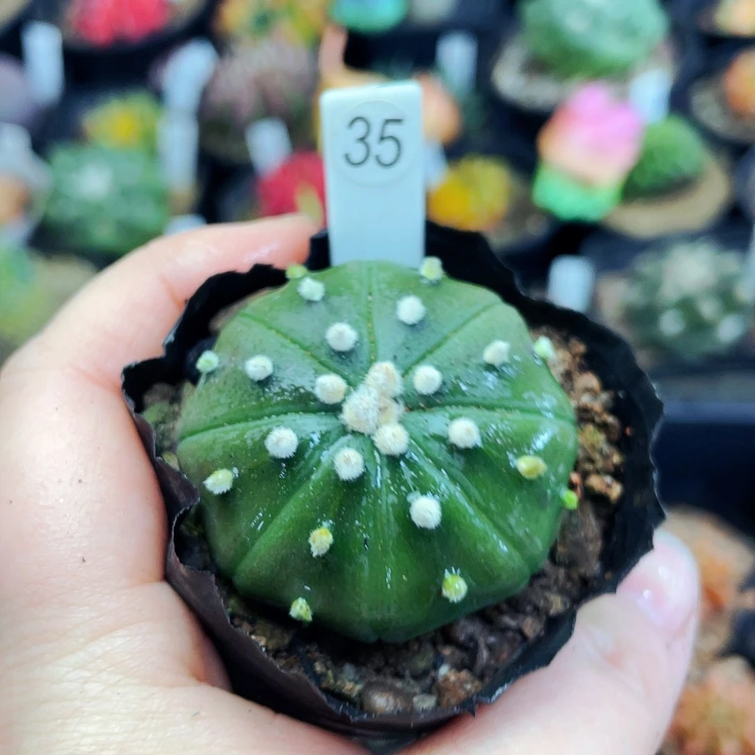 非偏远地区满25包邮仙人球