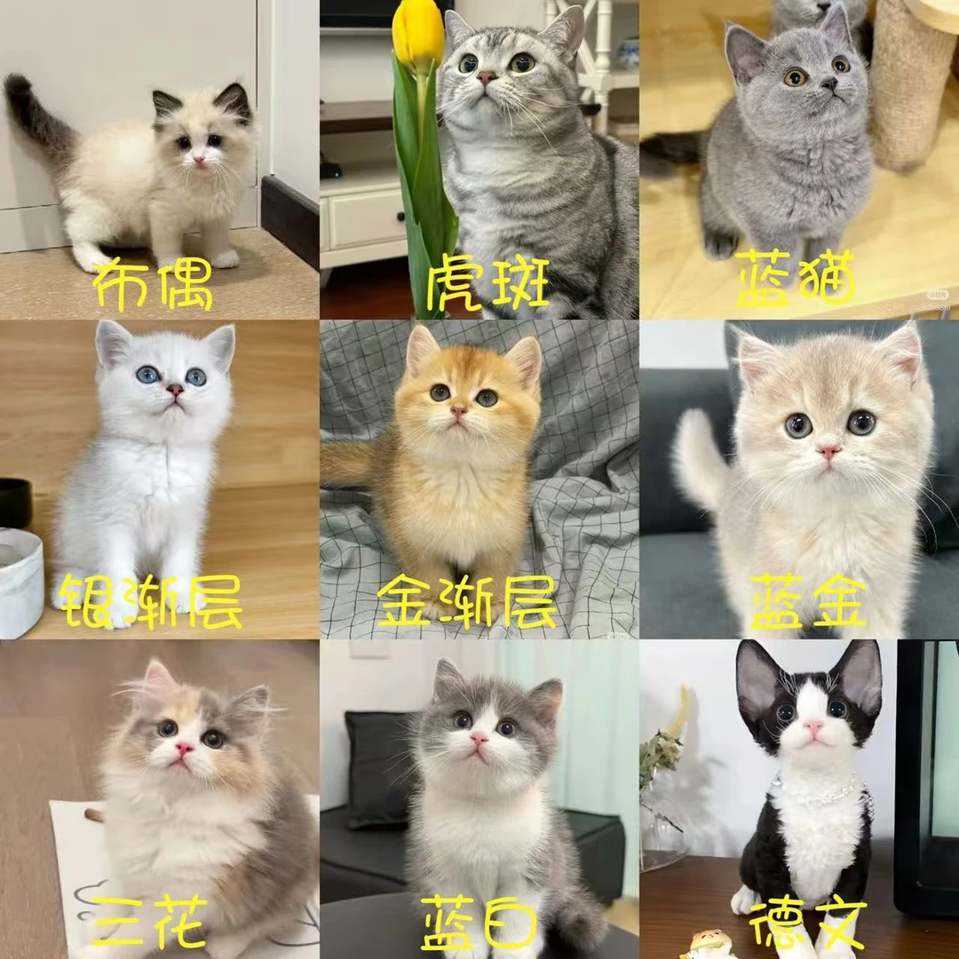 （吉吉）全品种小可爱一对一挑选不满意全额退