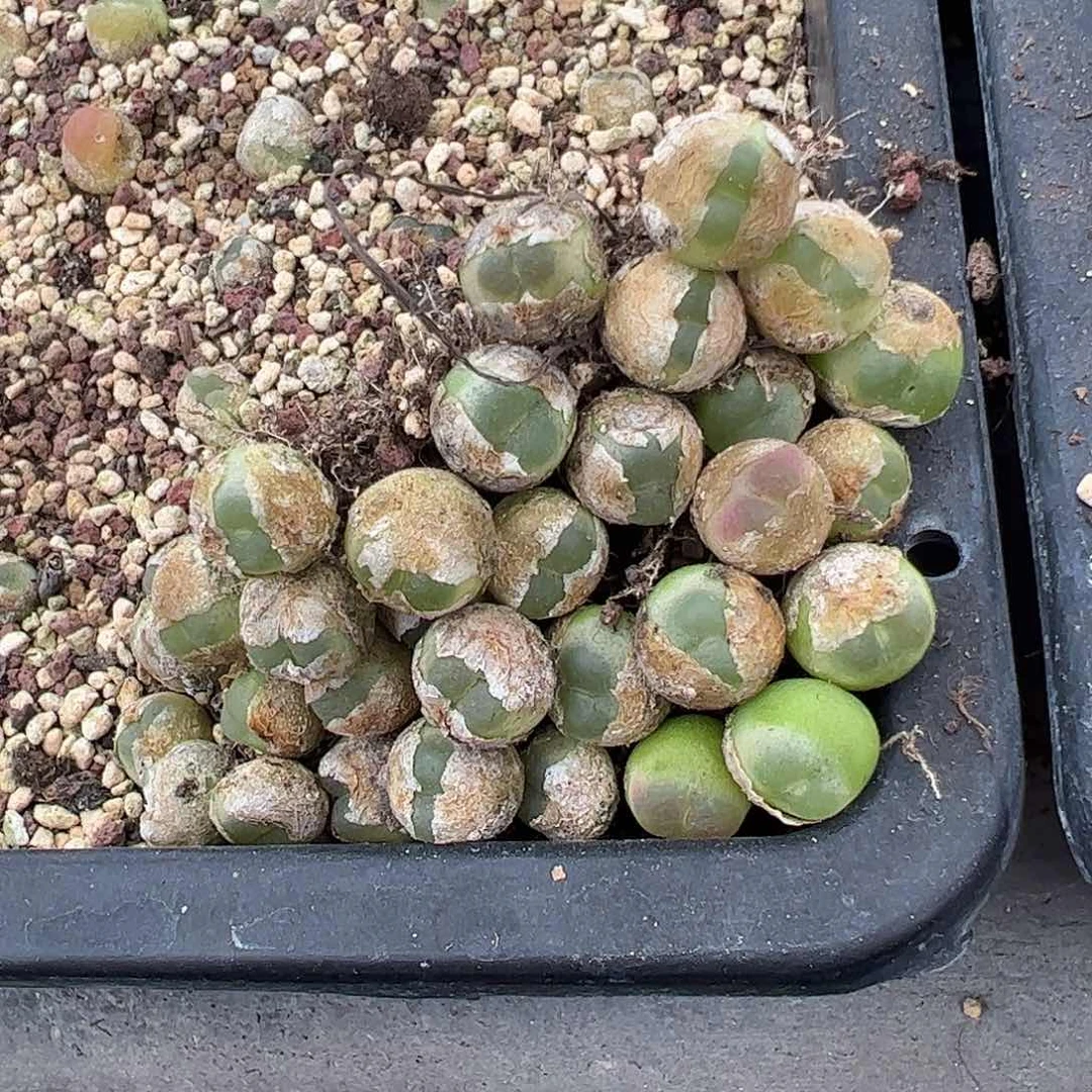 海***饱0000一物一拍31颗拉登