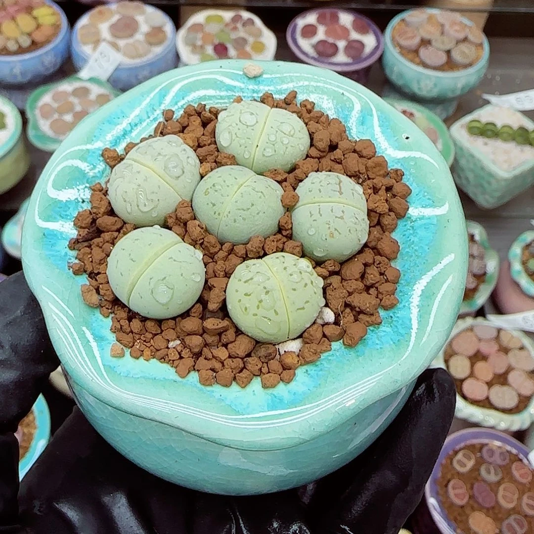 生石花满18包邮1022-108