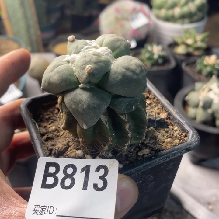 水***813打磨一个仙人球大个