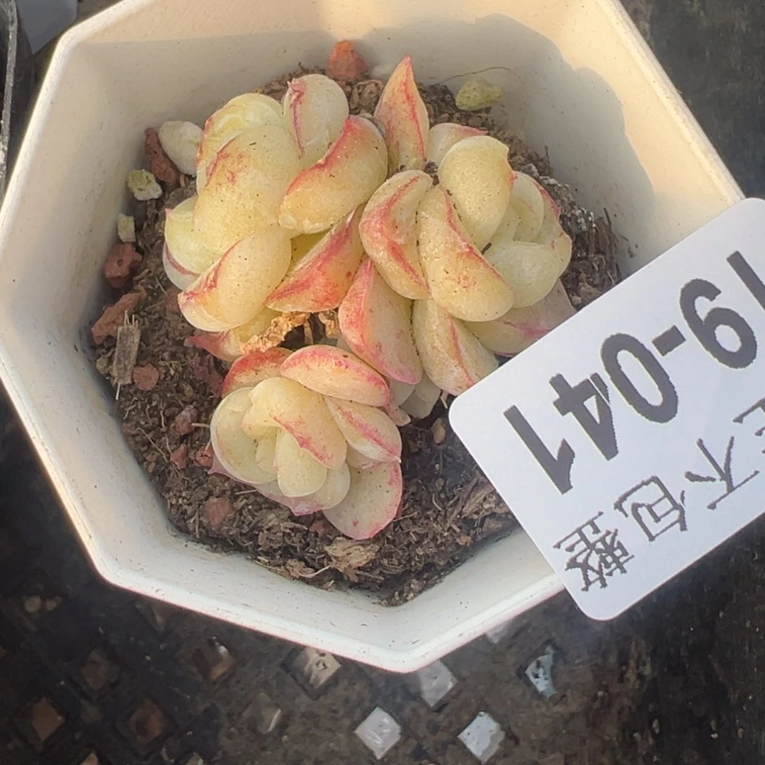 小卡拉米糖心一物一拍19-41