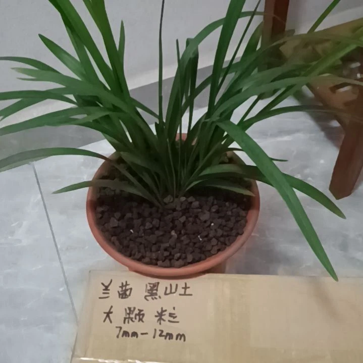 可***5兰菌颗粒大颗粒6.6斤