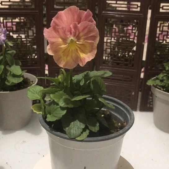 大部分花苞少量开放01角堇花一物一拍