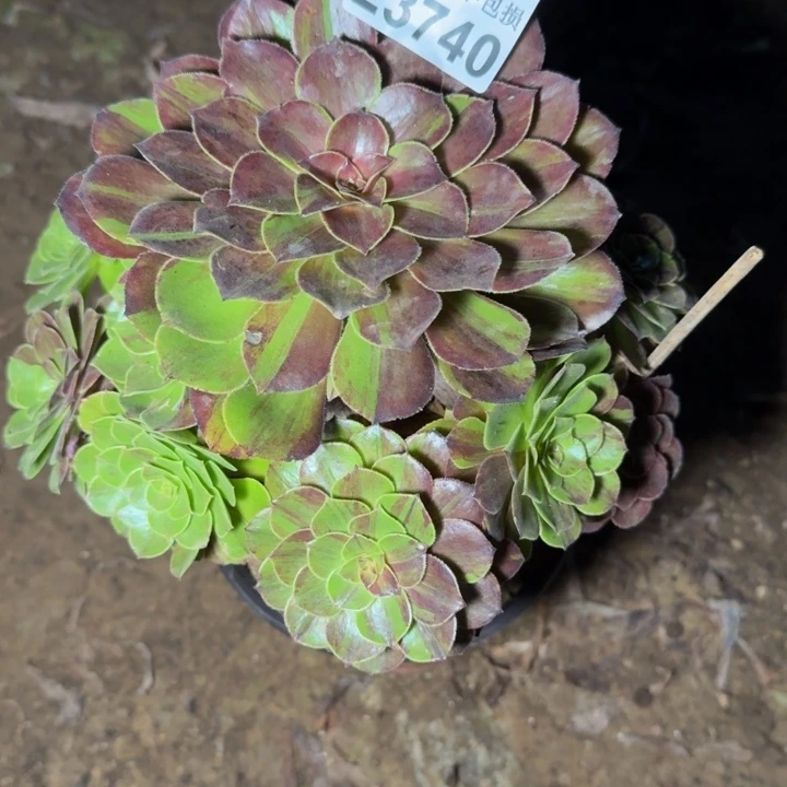 23740花月夜多肉植物