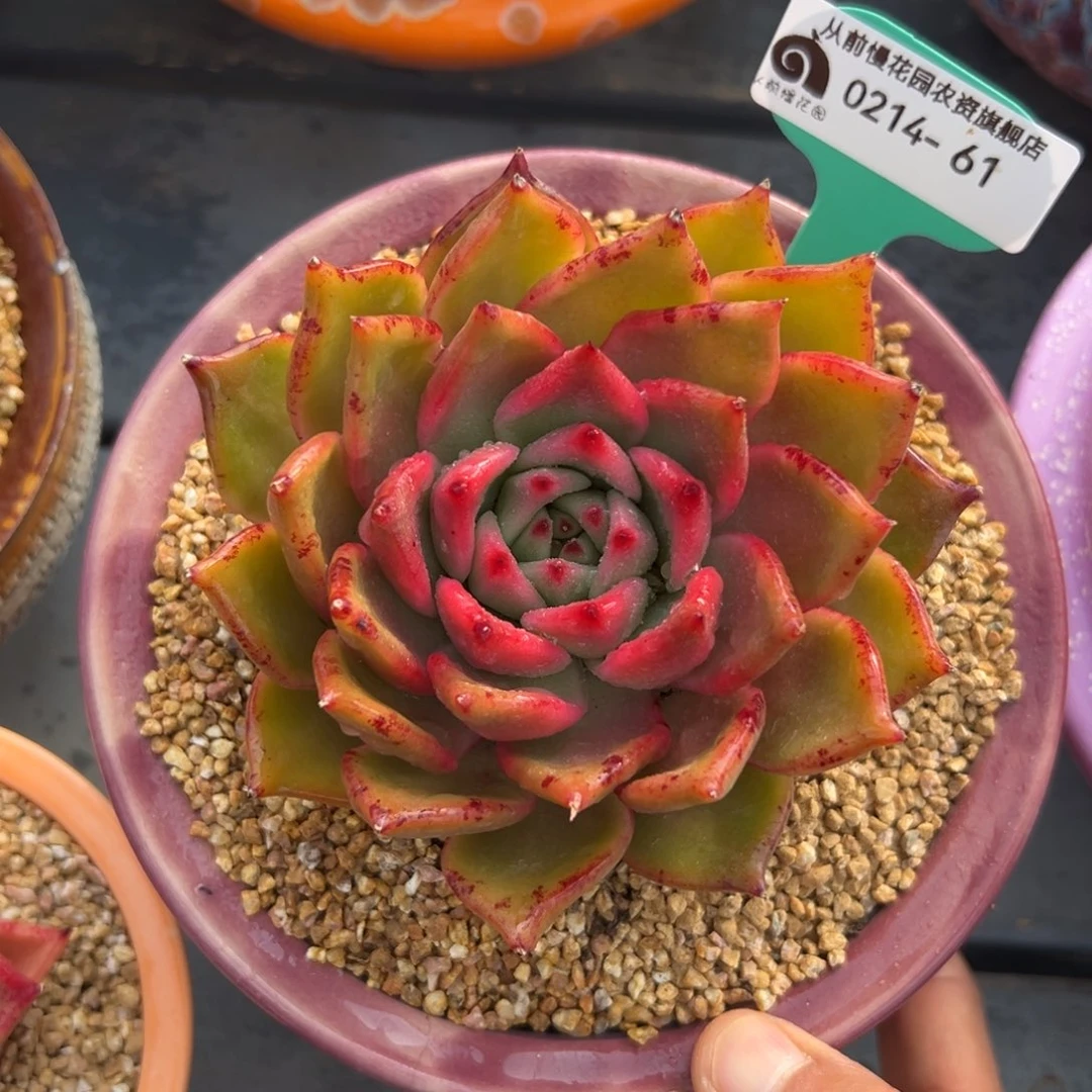 多肉一物一拍0214-61