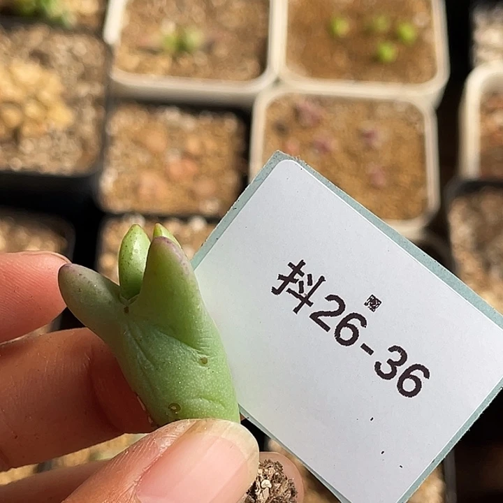?26-36肉锥多肉植物