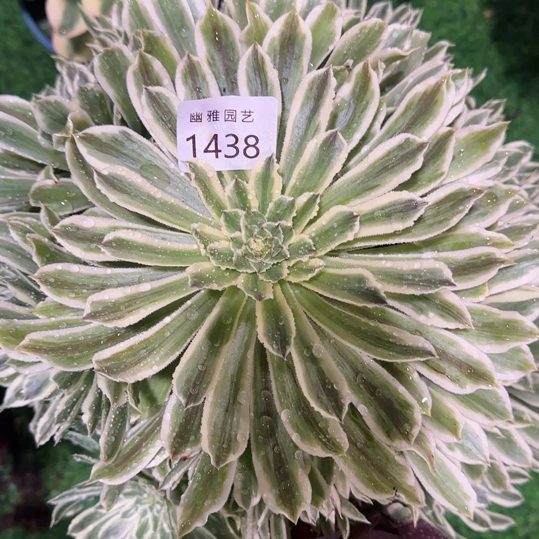 多肉植物碧浪1438