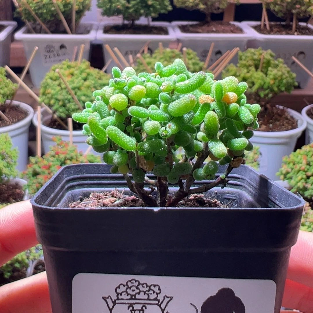 663金桔一物一拍带盆土发货