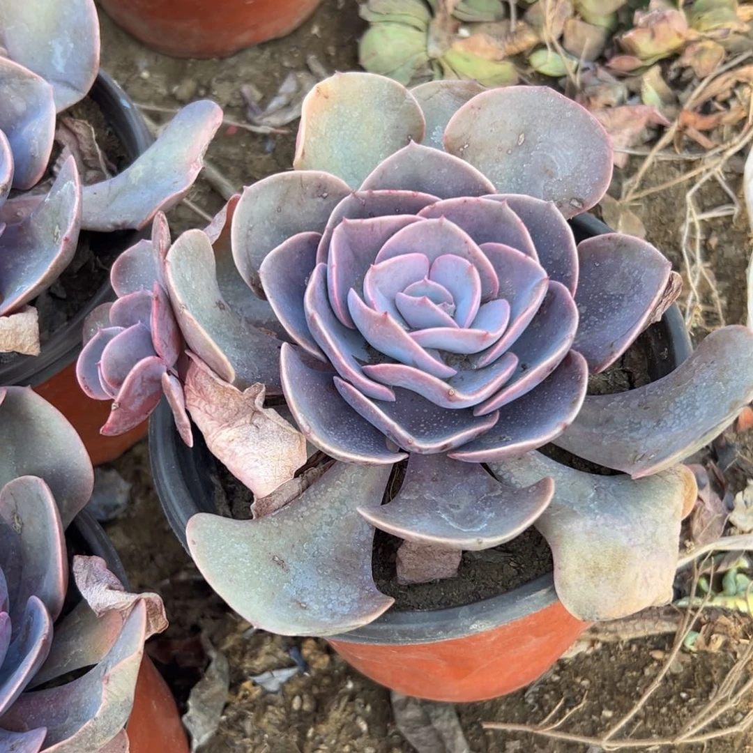 多肉植物尘埃玫瑰