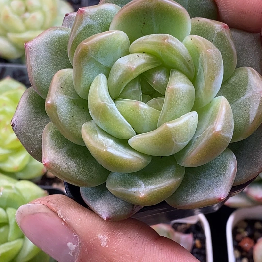 天官赐福百无禁忌