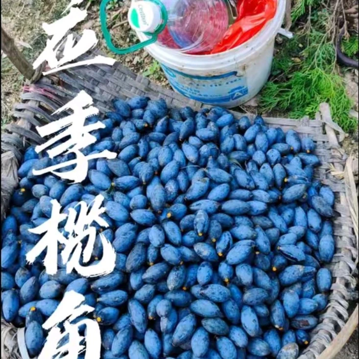 黑橄榄新鲜广西桂平农产品橄榄做榄角榄肉食每天现摘现发顺丰