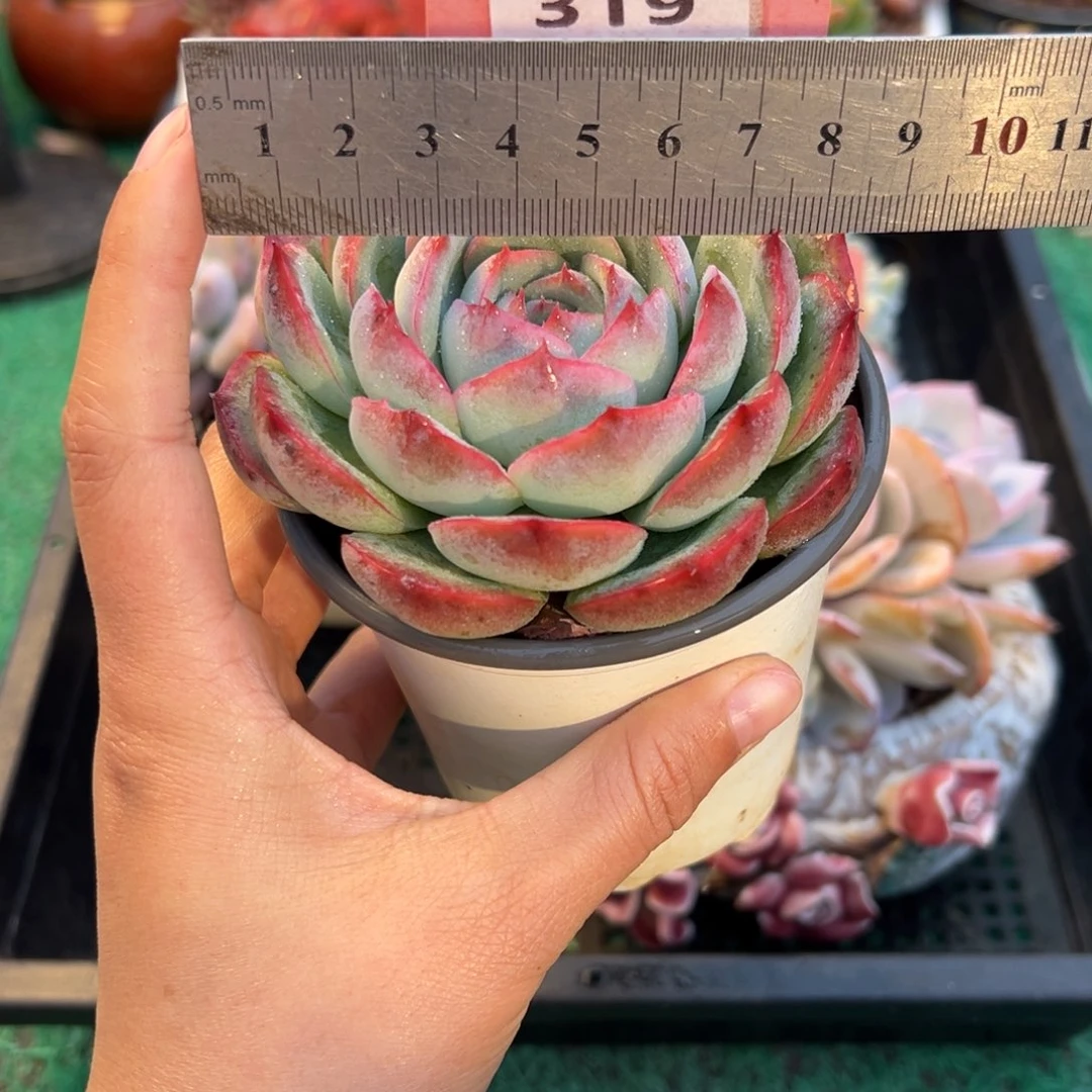 表妹精品多肉植物319.