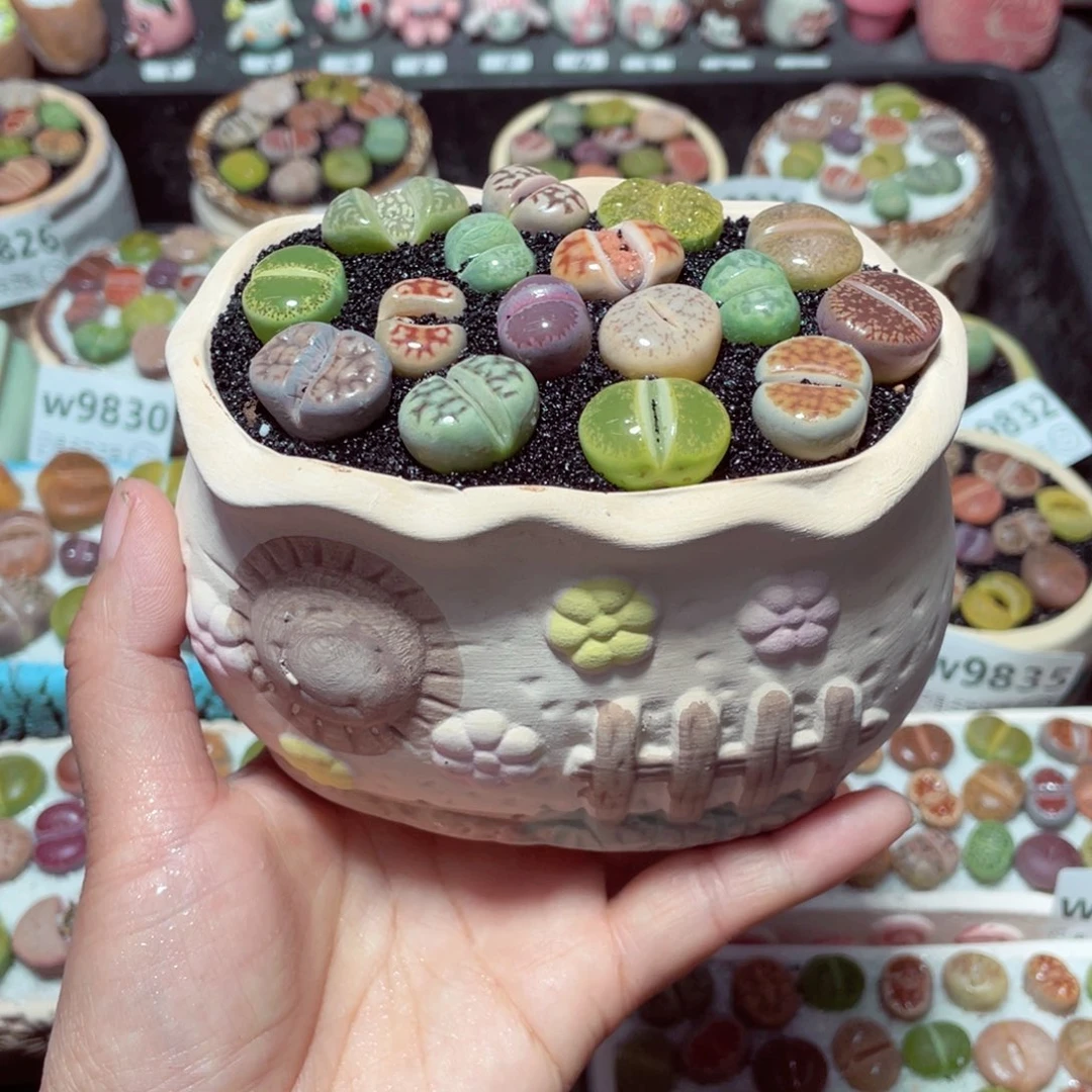 w9853 带盆土发货-零下地区拍保温箱